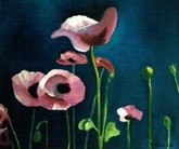 Pink Poppies